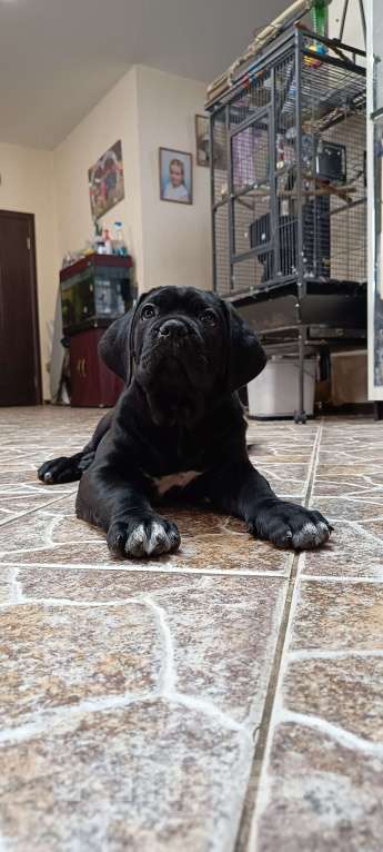 Собаки в других городах Московской области: Щенки Кане Корсо Девочка, 140 000 руб. - фото 3