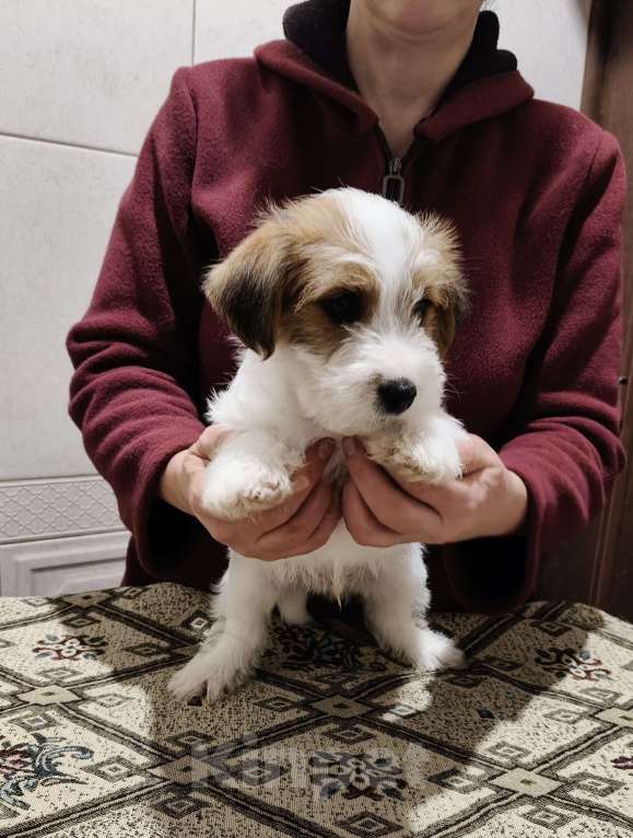 Собаки в Москве: Высокопородные щенки джек рассел терьера Мальчик, Бесплатно - фото 1