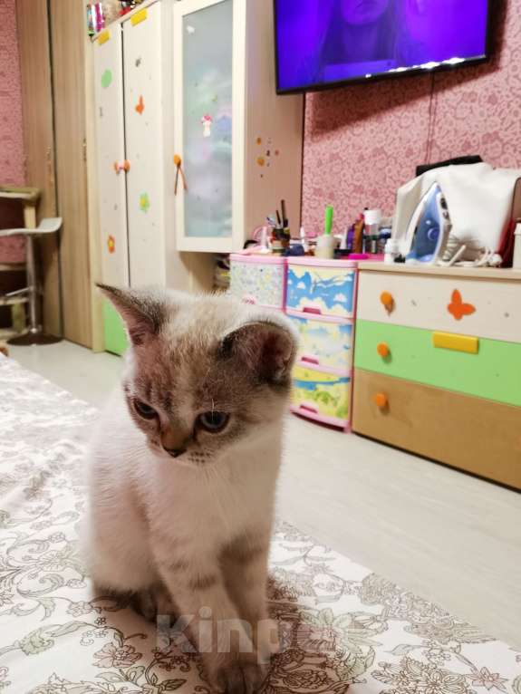 Кошки в Москве: Британские котята, котики и кошечки  Девочка, 12 000 руб. - фото 2