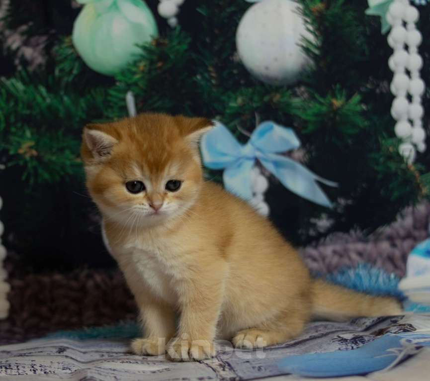 Кошки в Москве: Британские  котята By 12  Ny12 Девочка, 45 000 руб. - фото 2