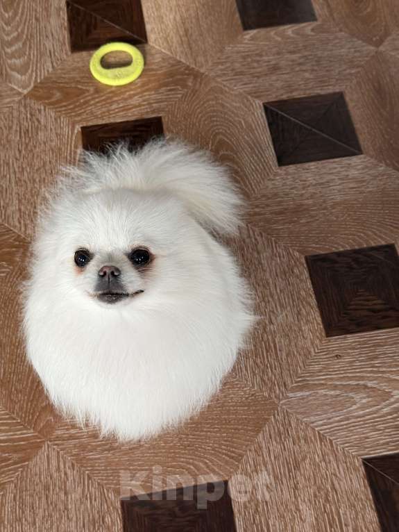 Собаки в Москве: Померанский шпиц взрослая девочка 3.5года  Девочка, 9 000 руб. - фото 5