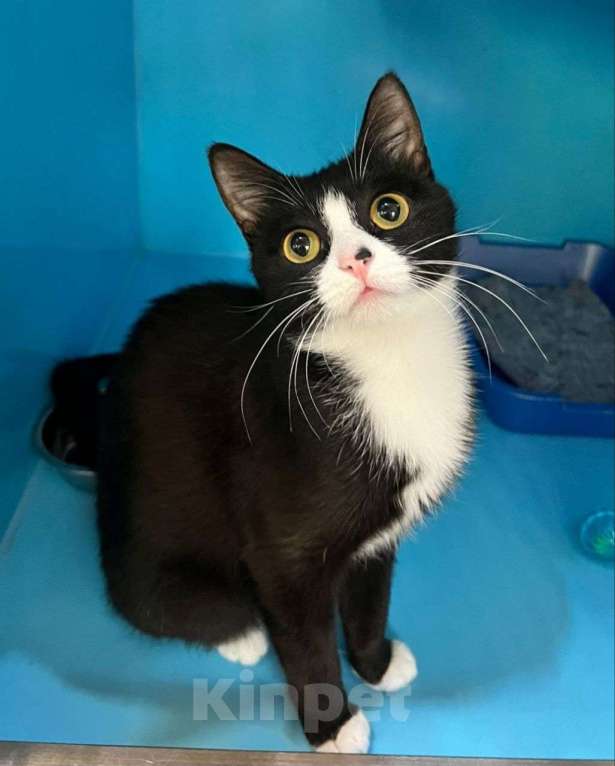 Кошки в Москве: Котенок Искорка Девочка, Бесплатно - фото 1