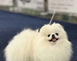 Собаки в Видном: Померанский шпиц, вязка Мальчик, 15 000 руб. - фото 1
