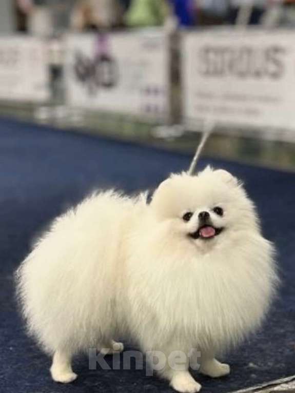 Собаки в Видном: Померанский шпиц, вязка Мальчик, 15 000 руб. - фото 1