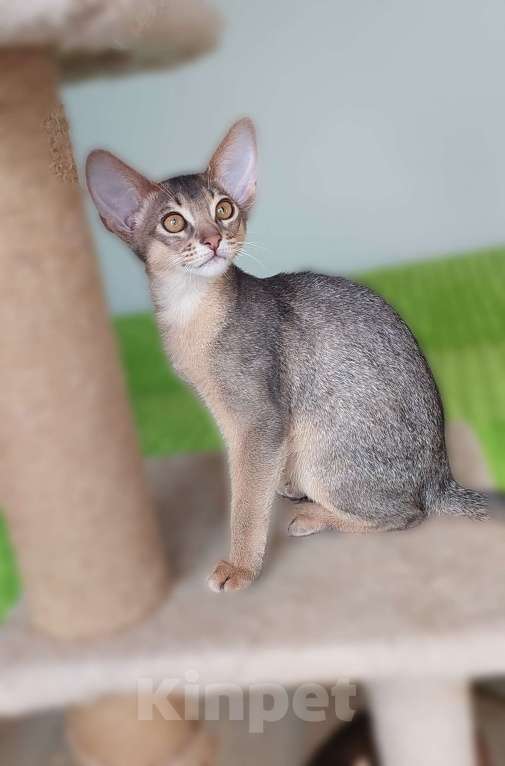 Кошки в Москве: Абиссинская девочка Девочка, 60 000 руб. - фото 2
