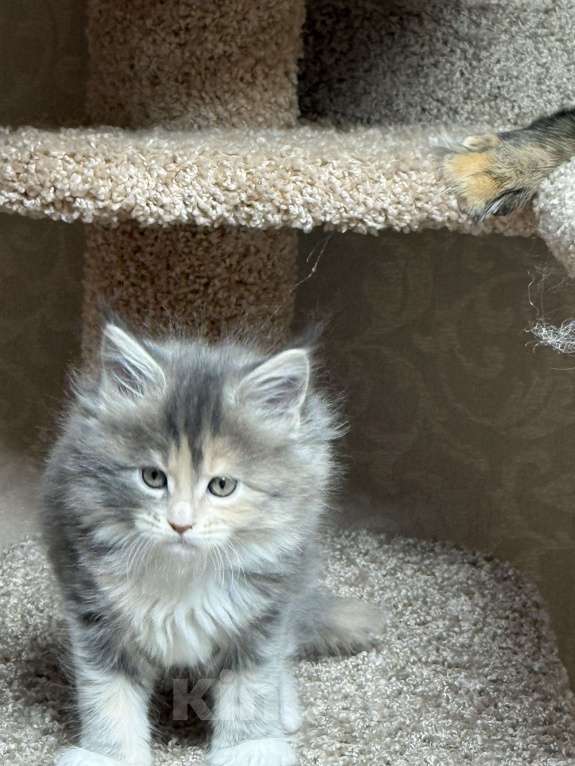 Кошки в Новосибирске: Мейкун  Девочка, Бесплатно - фото 9