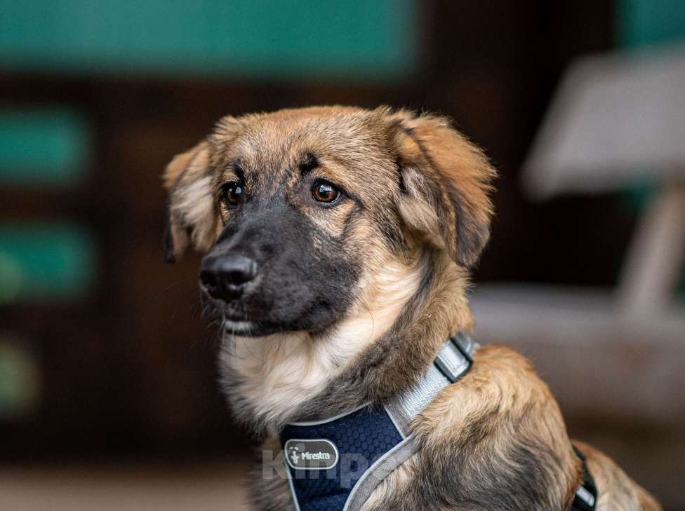 Собаки в Москве: Щенок в добрые руки бесплатно в Москве Мальчик, Бесплатно - фото 7