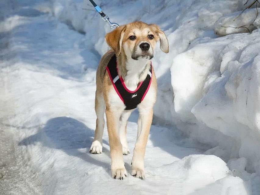 Собаки в Москве: Ласковая и нежная девочка-щенок Лилу ищет дом Девочка, Бесплатно - фото 5