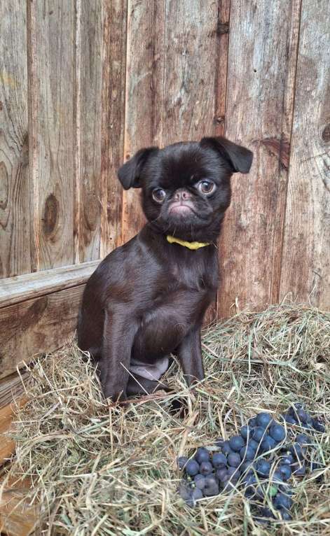 Собаки в Москве: Щенок пти брабансон Девочка, 130 000 руб. - фото 4