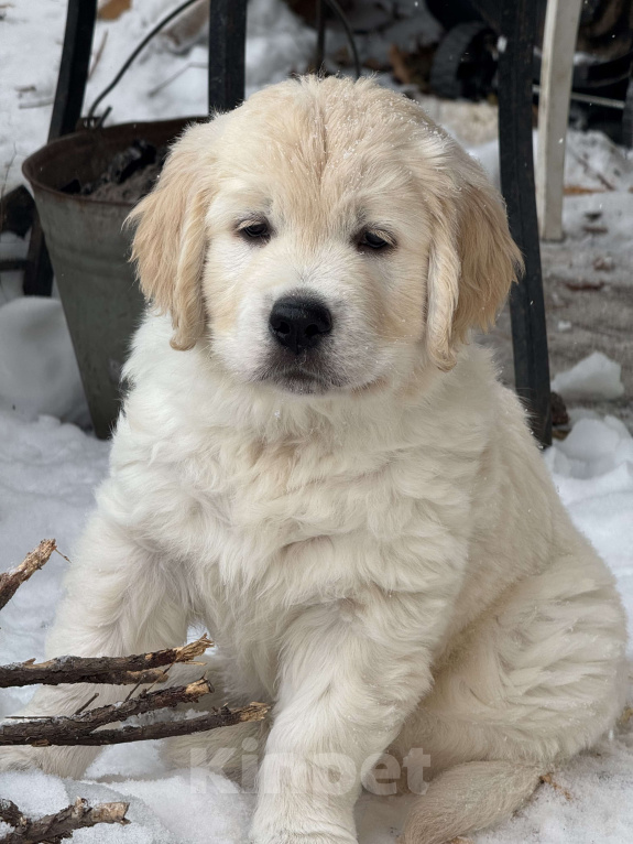 Собаки в других городах Челябинской области: Золотистый ретривер Мальчик, 90 000 руб. - фото 1