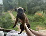 Собаки в других городах Московской области: Щенки Малинуа Разнополые, 80 000 руб. - фото 5
