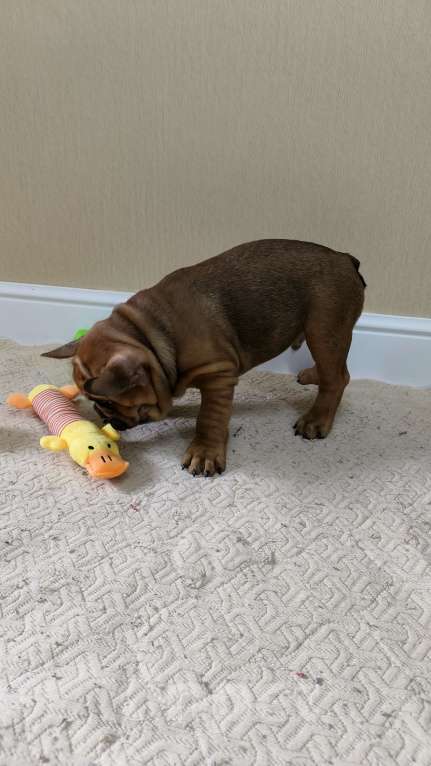 Собаки в Белореченске: Французский бульдог Мальчик, Бесплатно - фото 4