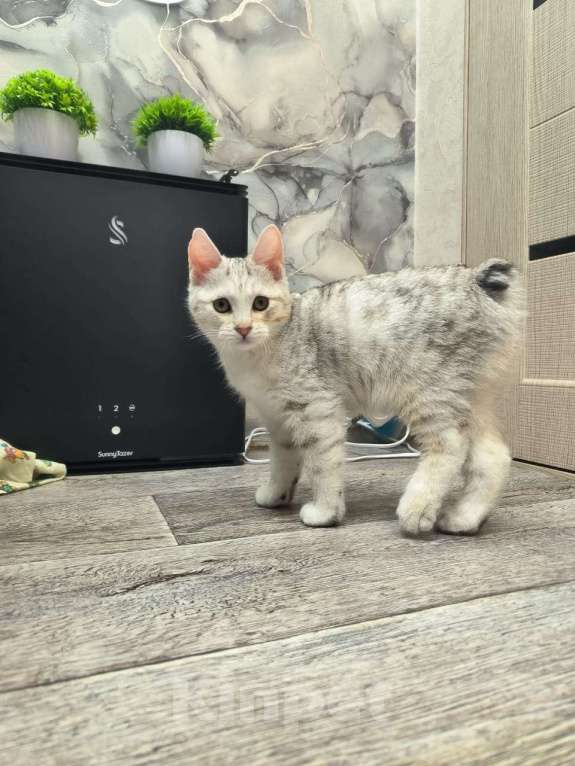 Кошки в Комсомольске-На-Амуре: Курильский бобтейл Мальчик, 30 000 руб. - фото 2