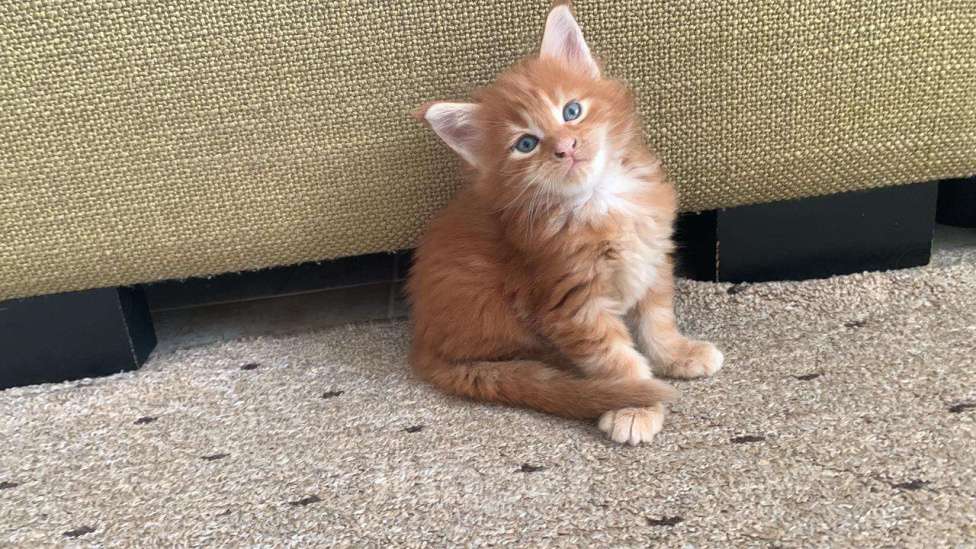 Кошки в Москве: Роскошная девочка Мейн-Кун Девочка, 65 000 руб. - фото 9