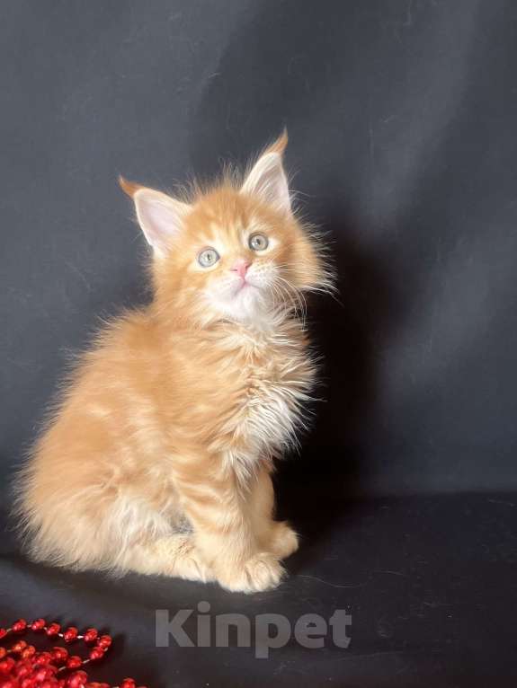 Кошки в Ярославле: Кошка Девочка, 70 000 руб. - фото 2