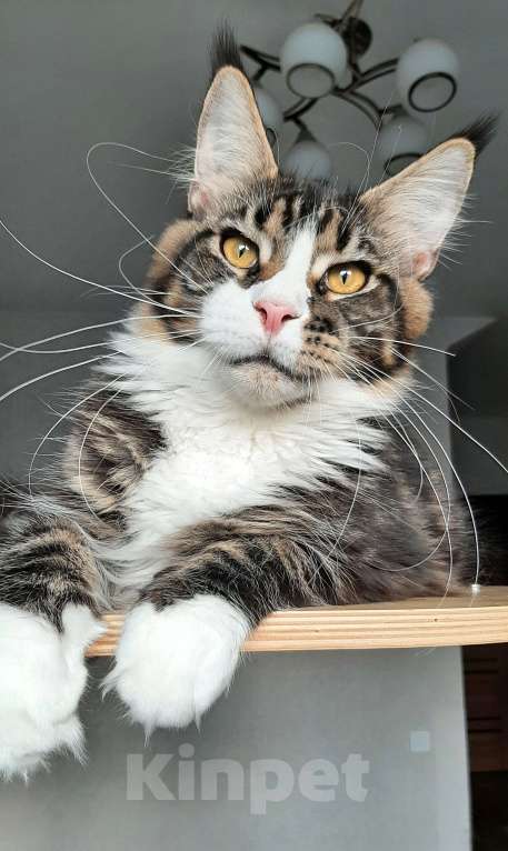 Кошки в Краснодаре: Котенок-гигант Мальчик, 25 000 руб. - фото 3