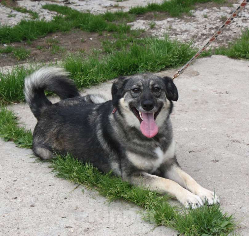 Собаки в Москве: Ласковая, жизнерадостная, позитивная Златочка ждет свою семью, мечтает о доме. Девочка, Бесплатно - фото 9