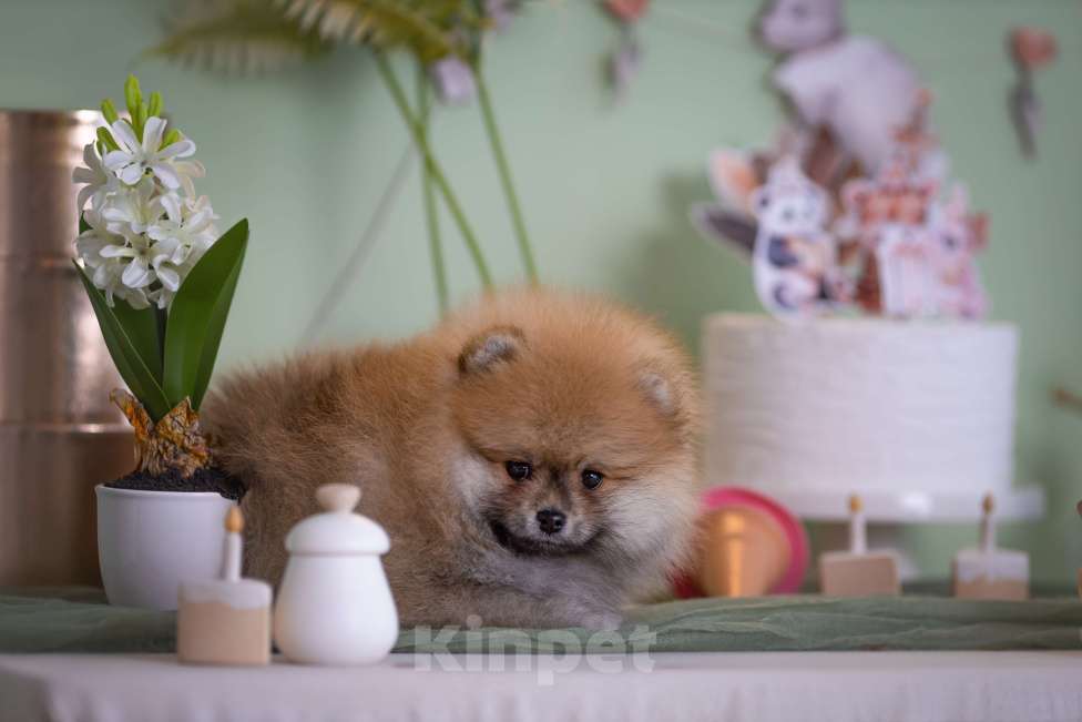 Собаки в Магнитогорске: Мальчики красавчики Мальчик, 30 000 руб. - фото 5