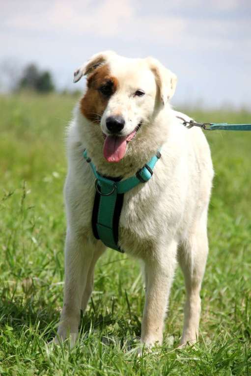 Собаки в Москве: Ромашка Девочка, Бесплатно - фото 2