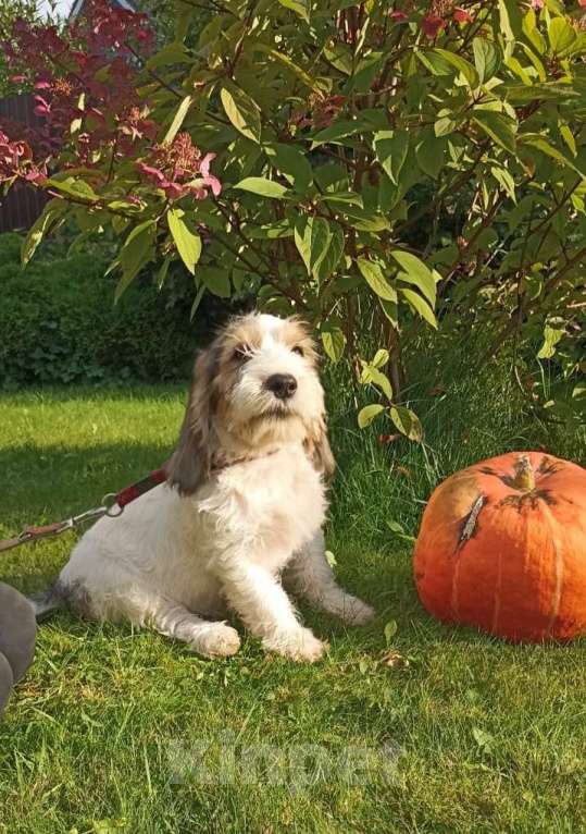 Собаки в Москве: Малый вандейский бассет гриффон щенки Мальчик, 95 000 руб. - фото 6