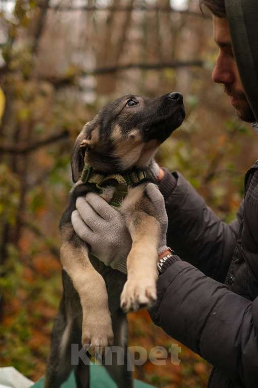 Собаки в Санкт-Петербурге: Мальчик 2 Мальчик, Бесплатно - фото 4