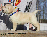 Собаки в Петрозаводске: Кобель лабрадора для вязки Мальчик, 5 000 руб. - фото 3