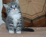 Кошки в Ливны: Сибирские котята, 9 000 руб. - фото 2