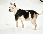 Собаки в Туле:  Амстафф щенки РКФ, 60 000 руб. - фото 8