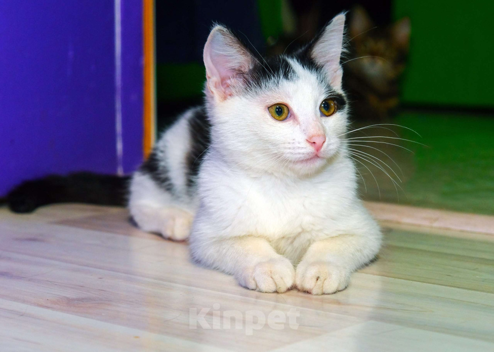 Кошки в Москве: Белян - лучший друг вашего котейки! Мальчик, Бесплатно - фото 3