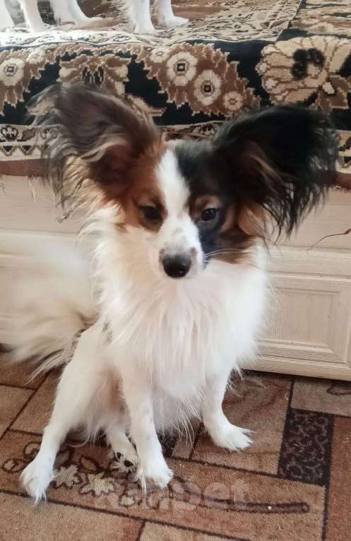 Собаки в Москве: Континентальный той-спаниель папильон, щенок Разнополые, 30 000 руб. - фото 5