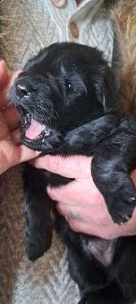 Щенки немецкой овчарки