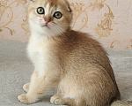 Кошки в Курганинске: Продаются шотландские котята Девочка, Бесплатно - фото 7