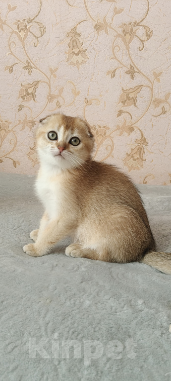 Кошки в Курганинске: Продаются шотландские котята Девочка, Бесплатно - фото 7