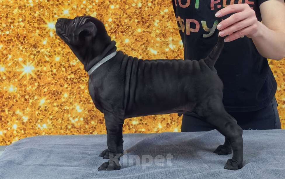 Собаки в Сургуте: Щенок Тайского риджбека Мальчик, Бесплатно - фото 3