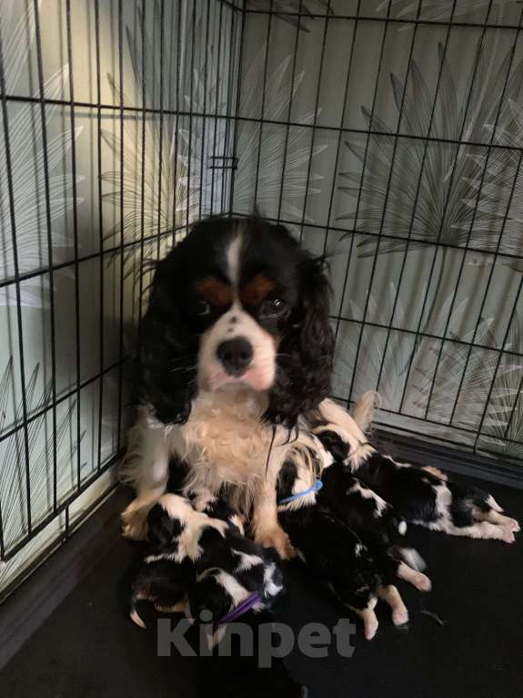 Собаки в Краснодаре: Мальчики  кавалер Кинг Чарльз триколор  Мальчик, 50 000 руб. - фото 5