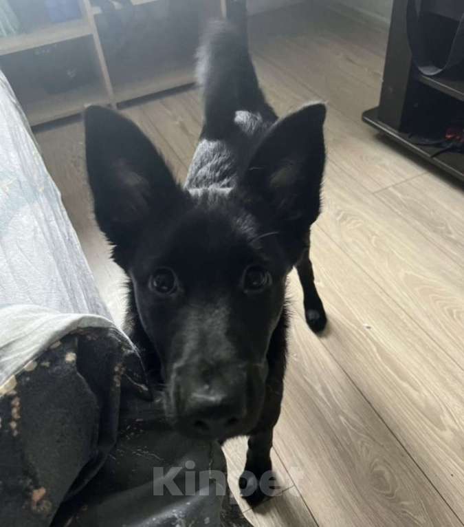 Собаки в Санкт-Петербурге: Щенок в добрые руки  Девочка, 1 000 руб. - фото 2