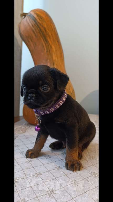 Собаки в Новосибирске: продам щенков Пти-брабансонов Мальчик, 70 000 руб. - фото 2