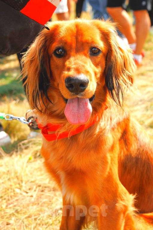 Собаки в Кемерово: Вязка английский кокер спаниель кабель Мальчик, 10 руб. - фото 1