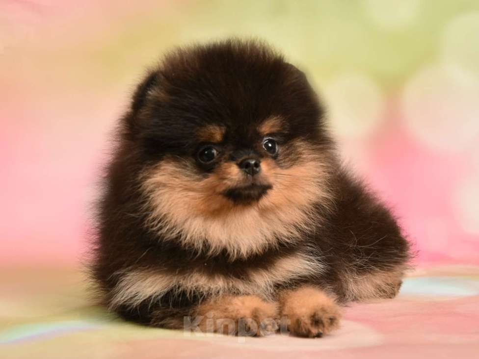 Собаки в Москве: Шпиц померанский карликовый девочка (красотка)  Девочка, 50 000 руб. - фото 4