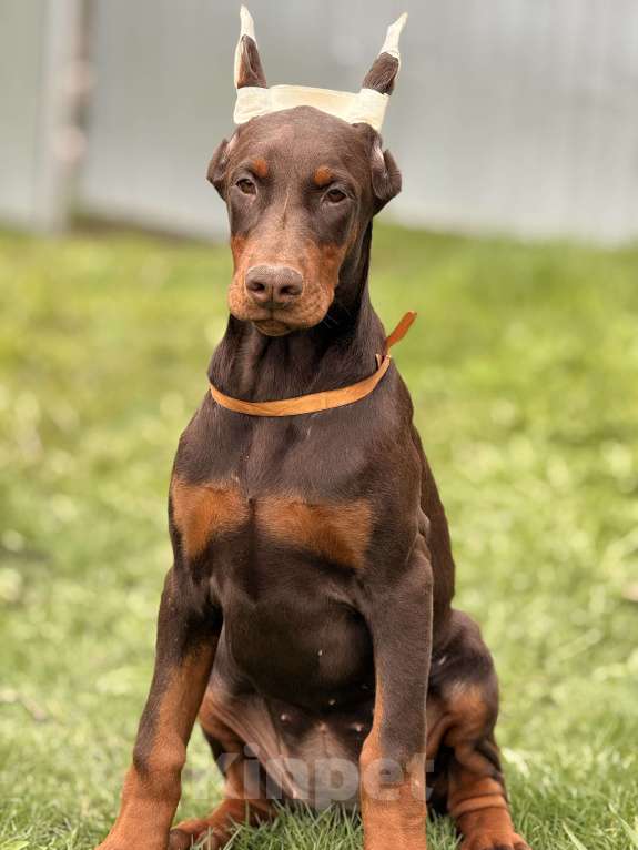Собаки в Белгороде: щенок добермана Девочка, 80 000 руб. - фото 3