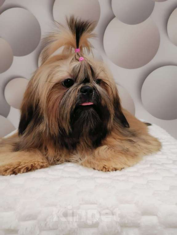 Собаки в Пензе: Щенок ши-тцу Девочка, Бесплатно - фото 3