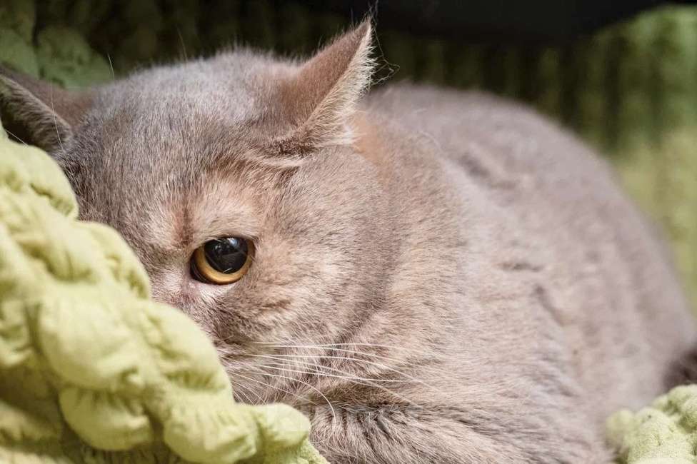 Кошки в Москве: Британский котик Веня ищет дом, в добрые руки  Мальчик, Бесплатно - фото 3