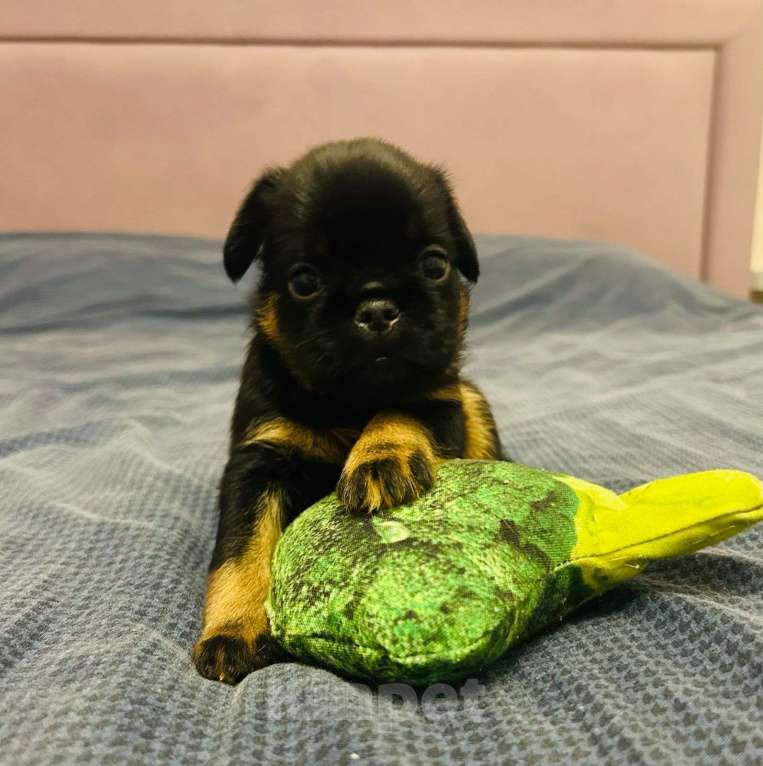 Собаки в Санкт-Петербурге: Пти брабансон мальчик ч/п Мальчик, Бесплатно - фото 2