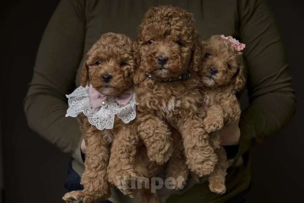 Собаки в Старом Купавне: Мальтипу Разнополые, Бесплатно - фото 1