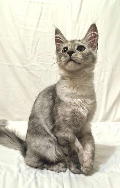 Кошки в Краснодаре: ПРАДА Девочка, 70 000 руб. - фото 3