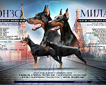 Собаки в Москве: Элитные щенки добермана Девочка, Бесплатно - фото 4
