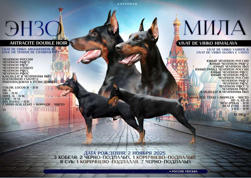 Собаки в Москве: Элитные щенки добермана Девочка, Бесплатно - фото 4