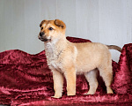 Собаки в Химках: Миниатюрный щенок из приюта ищет дом Девочка, Бесплатно - фото 7