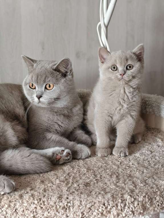 Кошки в Санкт-Петербурге: Британка лилового окраса. Девочка, 45 000 руб. - фото 4