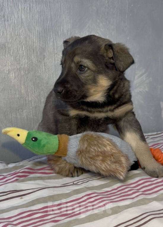 Собаки в Москве: Аврора Девочка, Бесплатно - фото 4